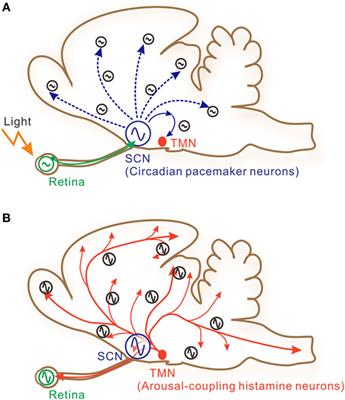 Histamine Regulates Molecular Clock Oscillations in Human Retinal Pigment Epithelial Cells via H1 Receptors